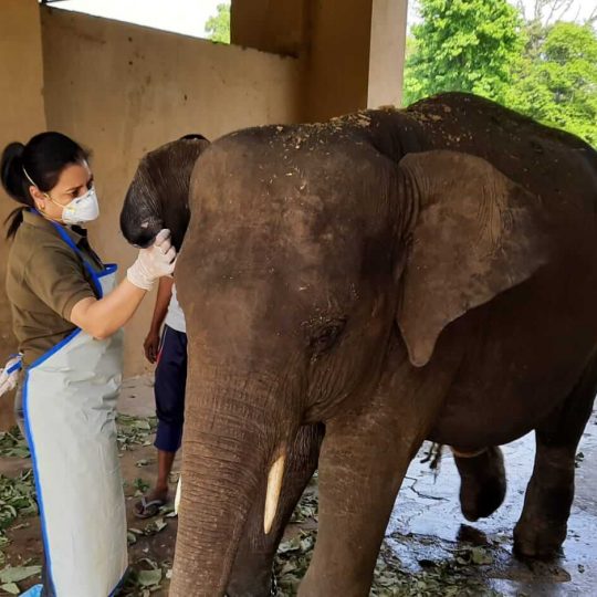 Dr Aditi treating elephant 3file photo Pic Credit Dr Aditi (1) (1)