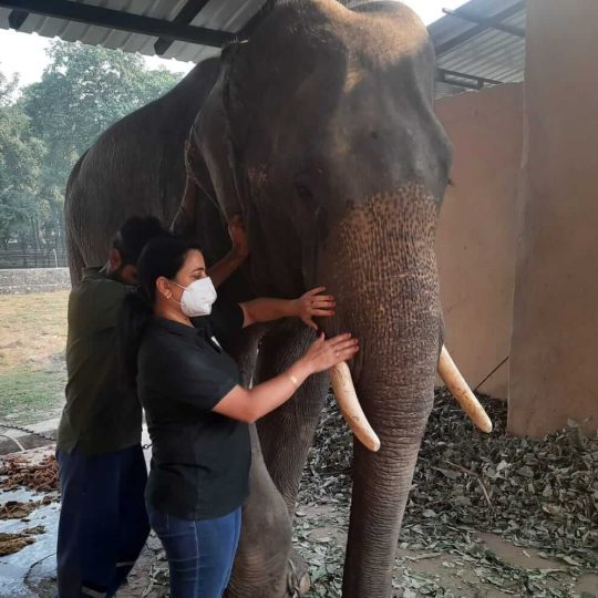 Dr Aditi treating elephant2 file photo Pic Credit Dr Aditi (2)